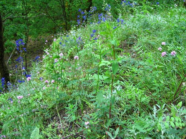 Eagle Creek-108.JPG - Eagle Creek